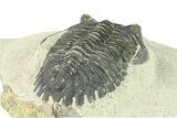 Bargain, Hollardops Trilobite Fossil - Ofaten, Morocco #287459-5